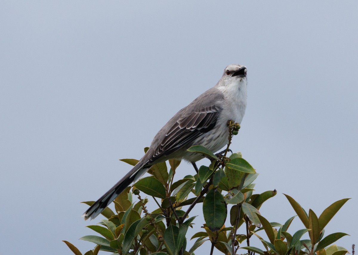 Tropical Mockingbird (Southern) - ML616642735