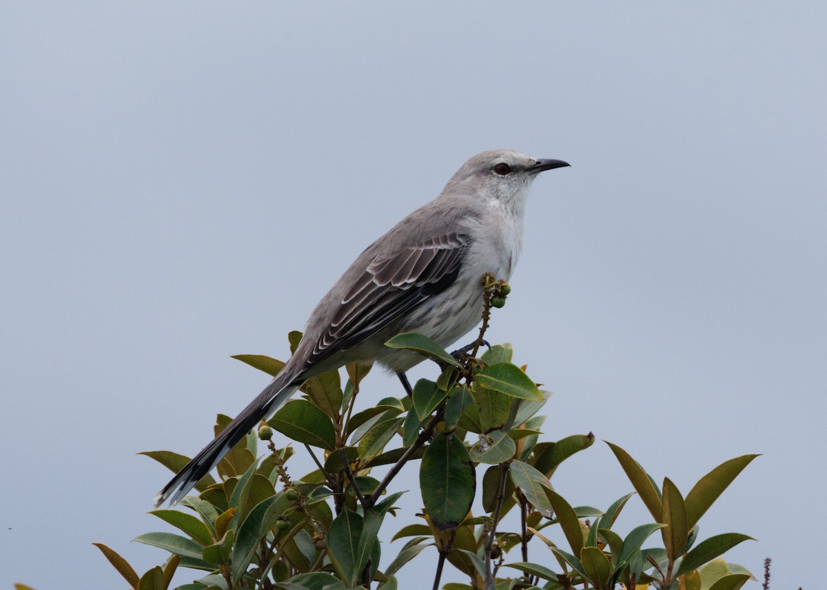Tropical Mockingbird (Southern) - ML616642740