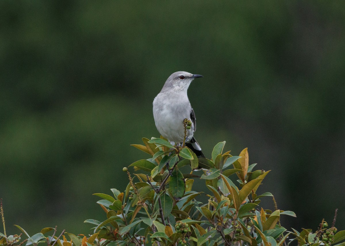 Tropical Mockingbird (Southern) - ML616642750