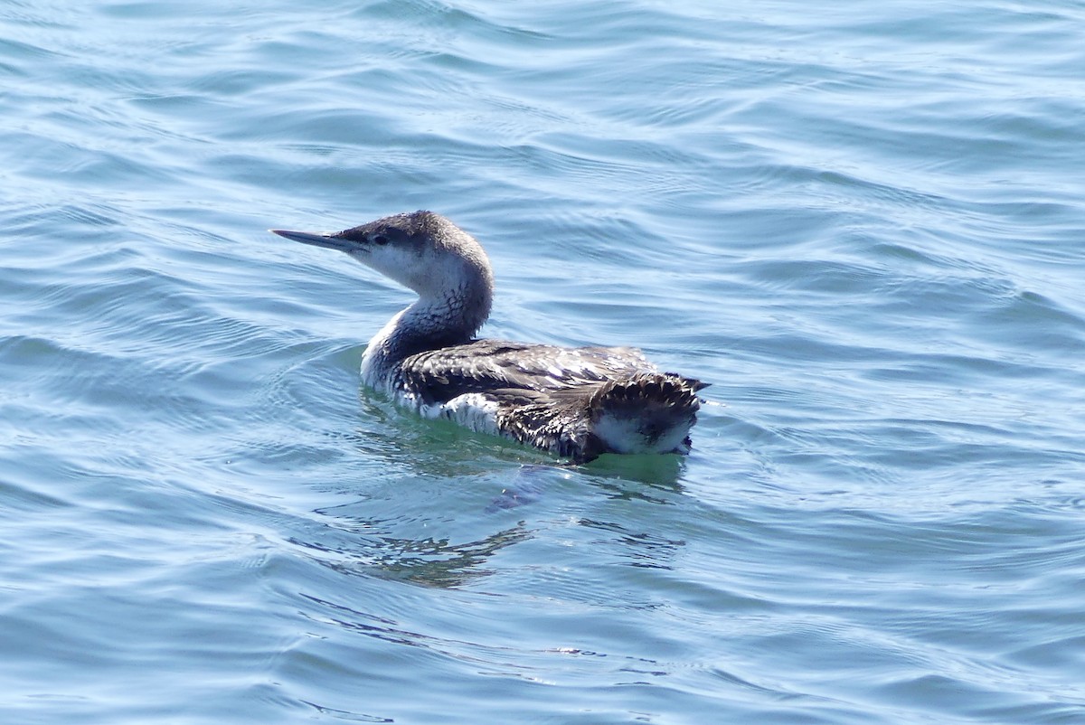 Red-throated Loon - ML616642853