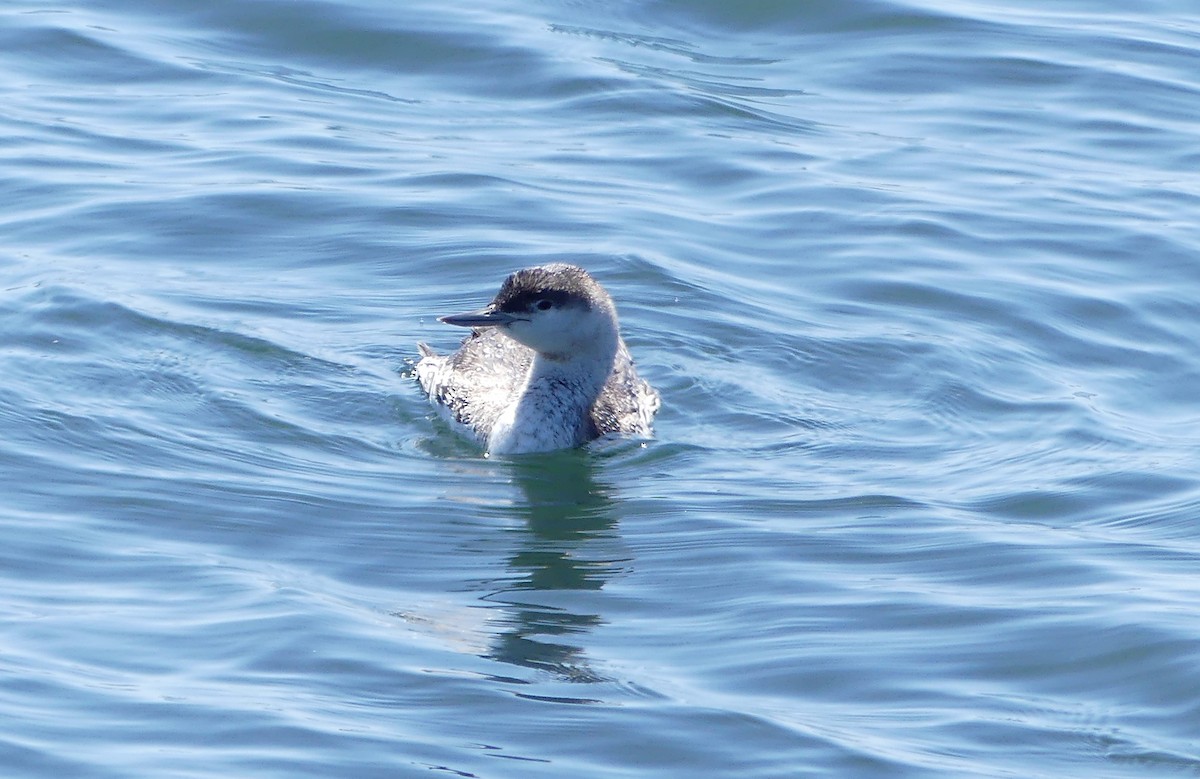 Red-throated Loon - ML616642877