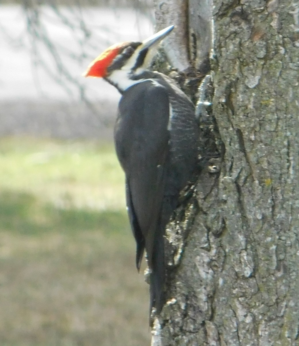 Pileated Woodpecker - ML616642988