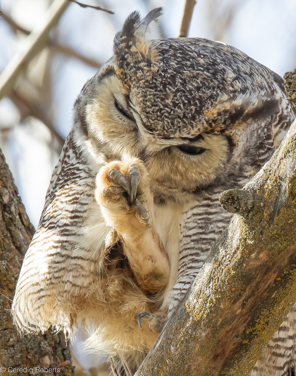 Great Horned Owl - ML616643034