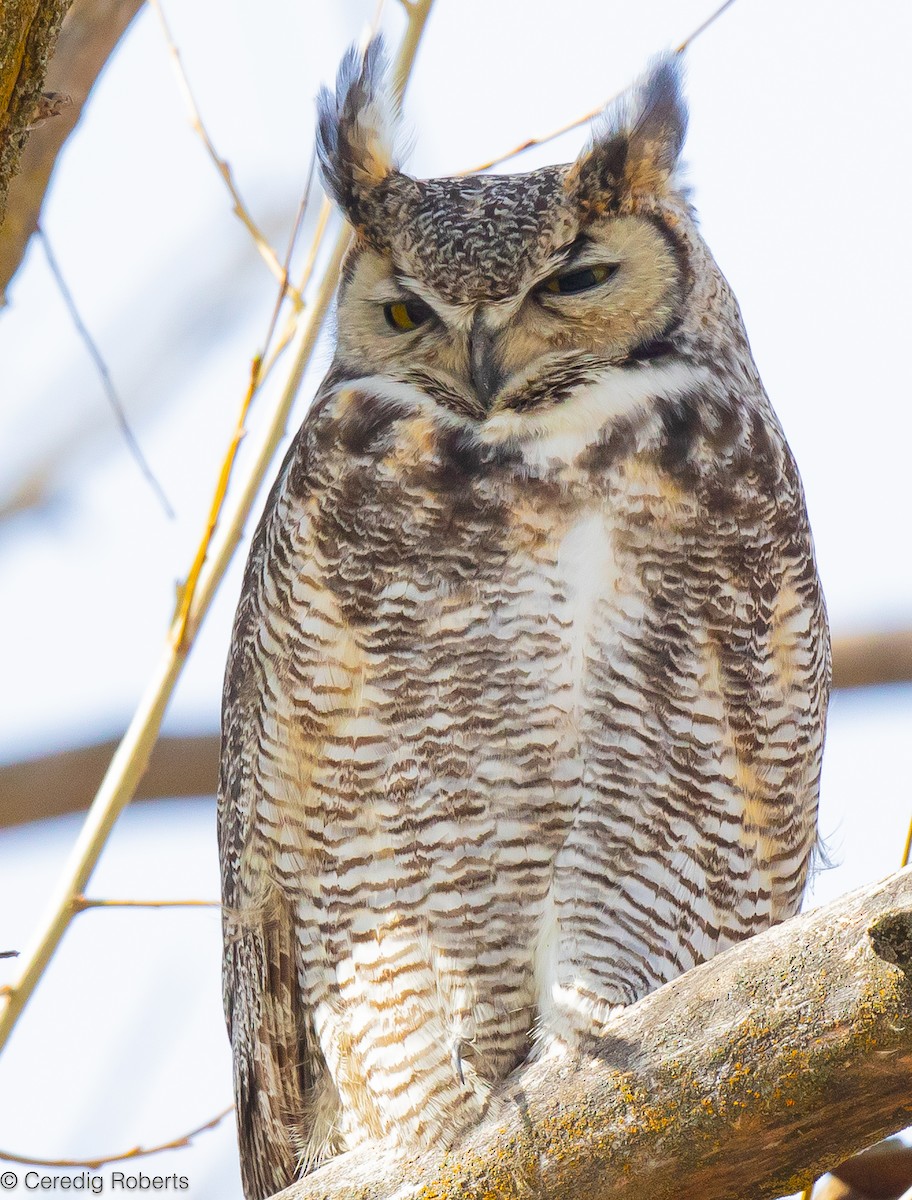 Great Horned Owl - ML616643035