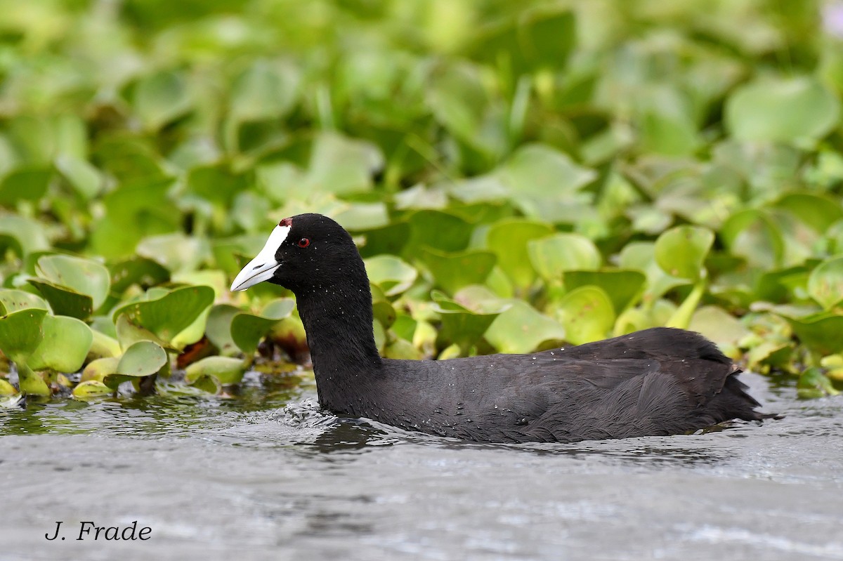 Red-knobbed Coot - ML616643038