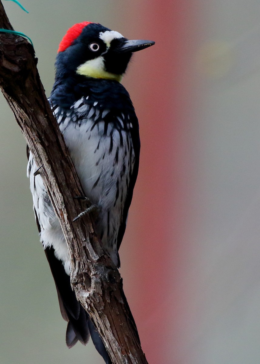 Acorn Woodpecker - Kent Leland