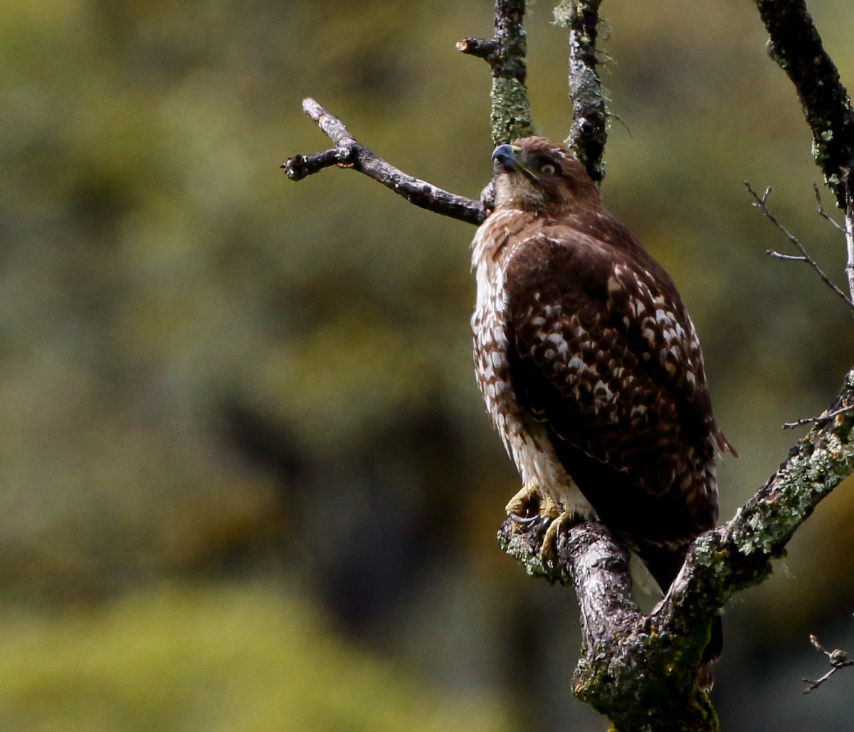 Red-tailed Hawk - ML616643179