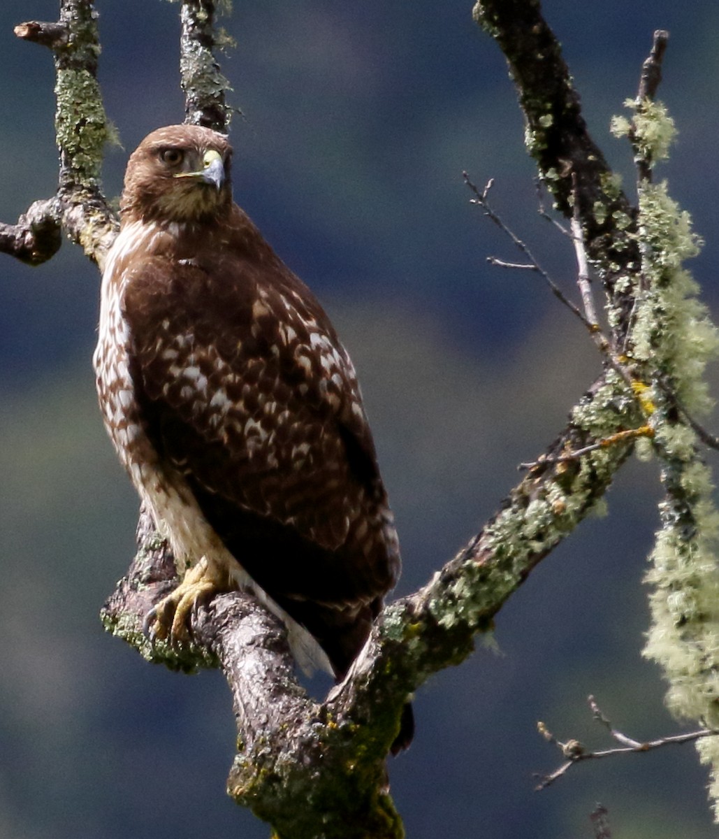 Red-tailed Hawk - ML616643199