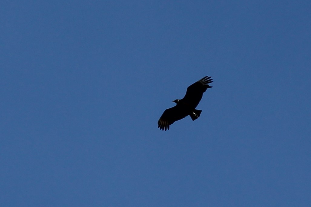 Black Vulture - ML616643300