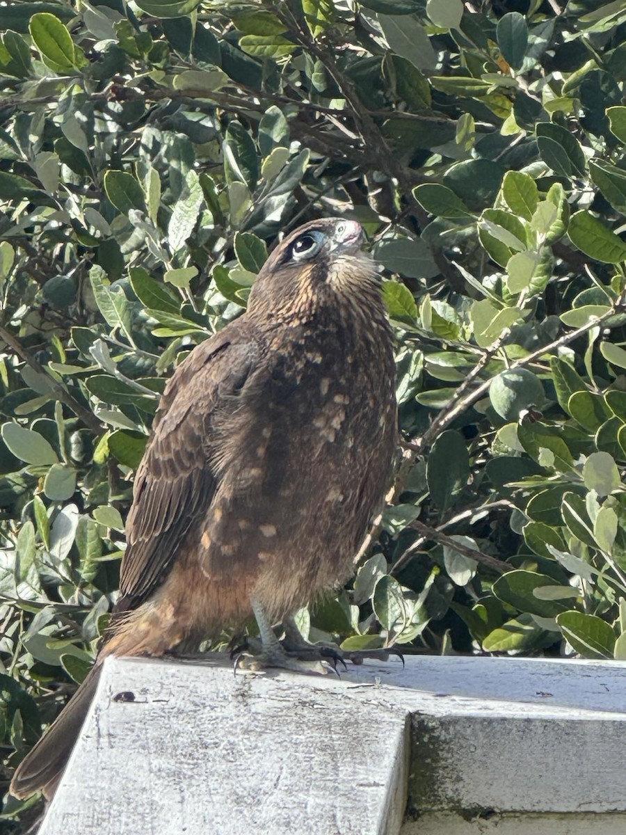 New Zealand Falcon - Iryll Findlay