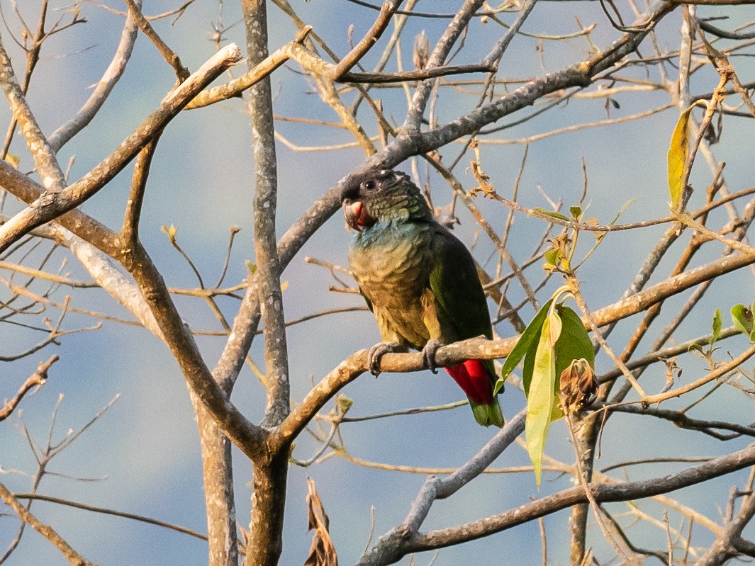 Red-billed Parrot - ML616643339