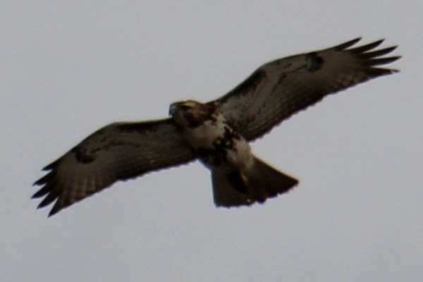 Red-tailed Hawk (borealis) - ML616643427
