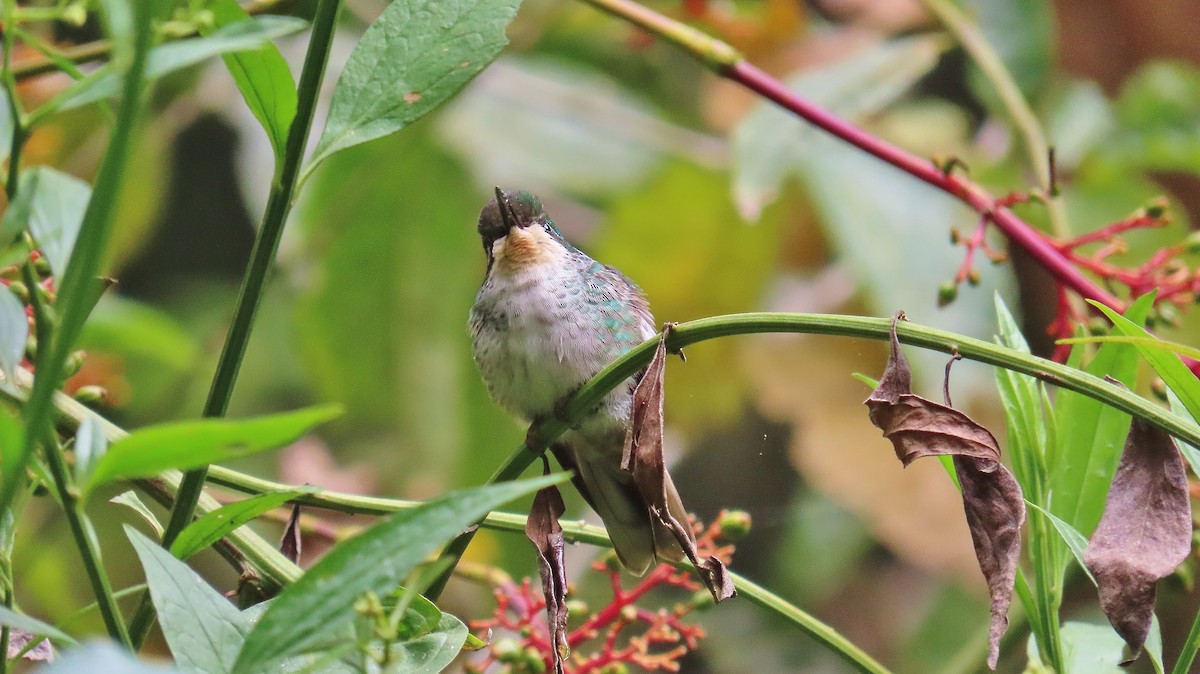 kolibřík skvrnkoprsý - ML616643452