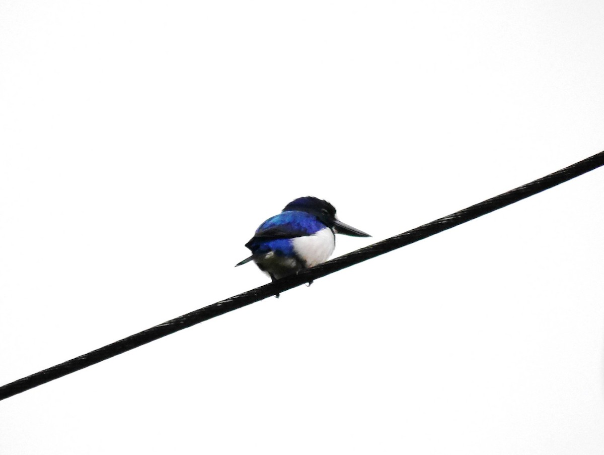Blue-and-white Kingfisher - ML616643500
