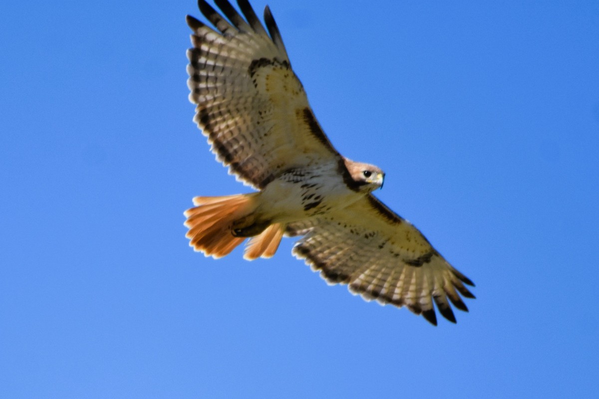 Red-tailed Hawk (borealis) - ML616643507