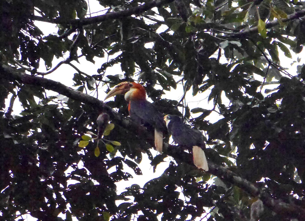 Papuahornvogel - ML616643528