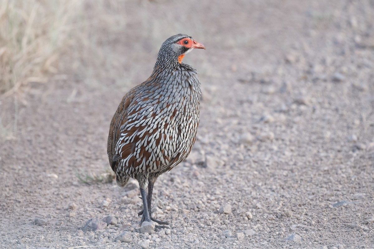 Gray-breasted Spurfowl - ML616643537