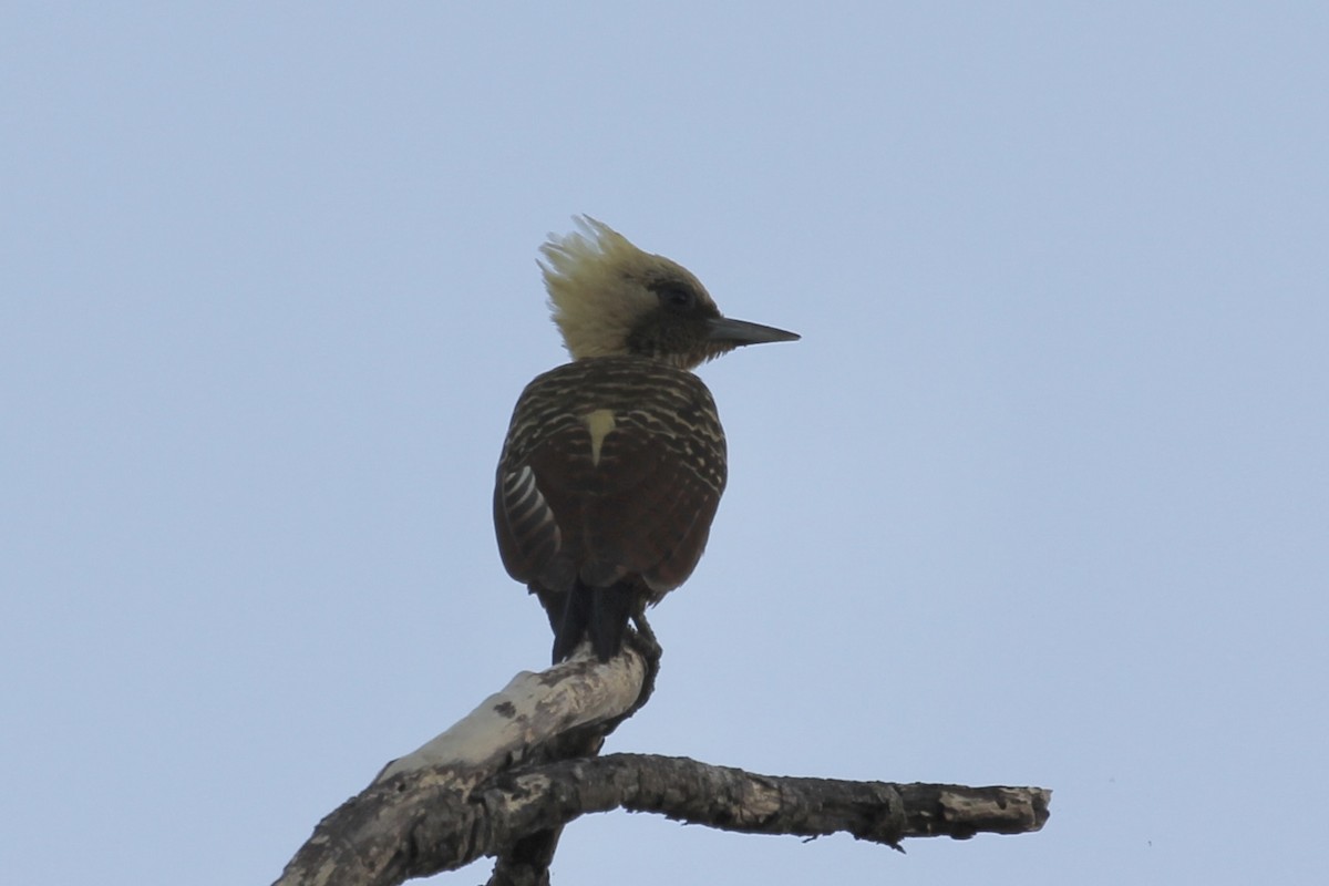 Pale-crested Woodpecker - ML616643541