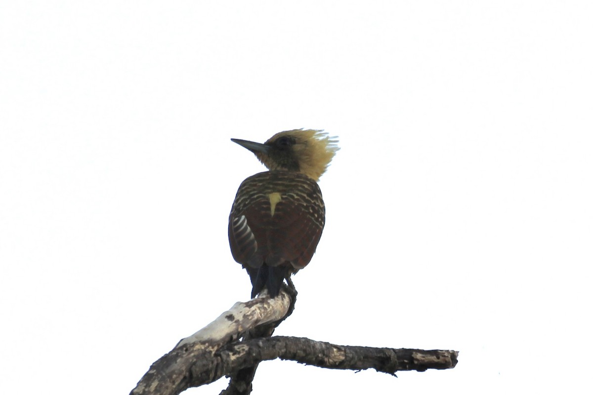 Pale-crested Woodpecker - ML616643542
