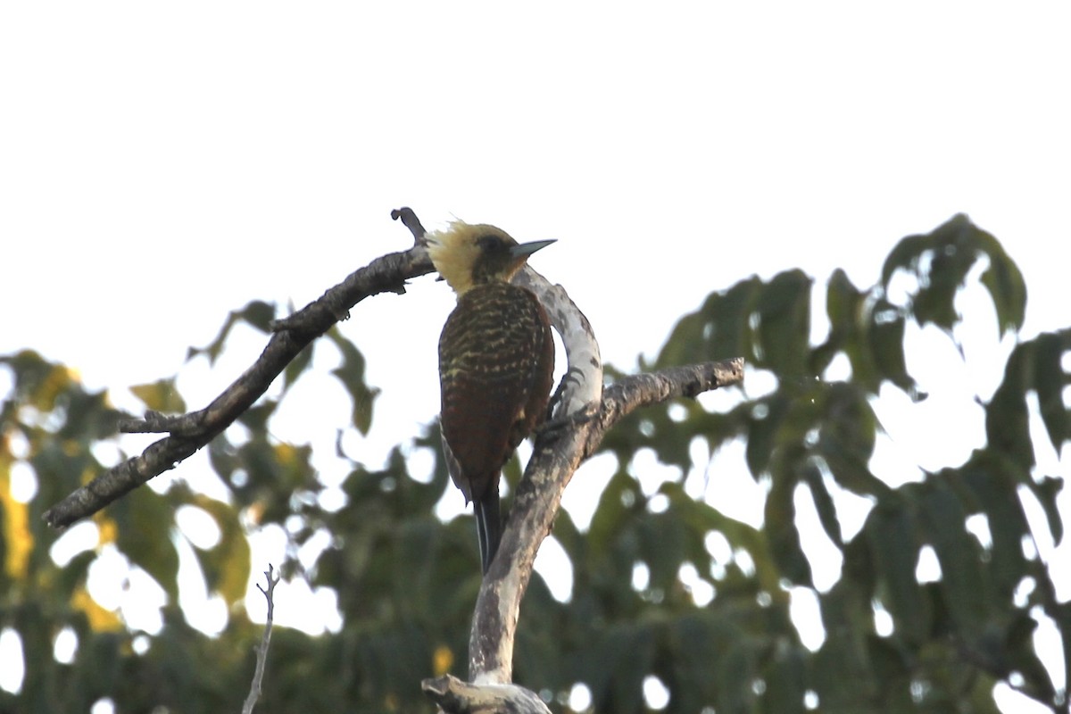 Pale-crested Woodpecker - ML616643543