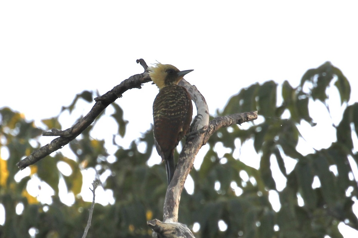 Pale-crested Woodpecker - ML616643544