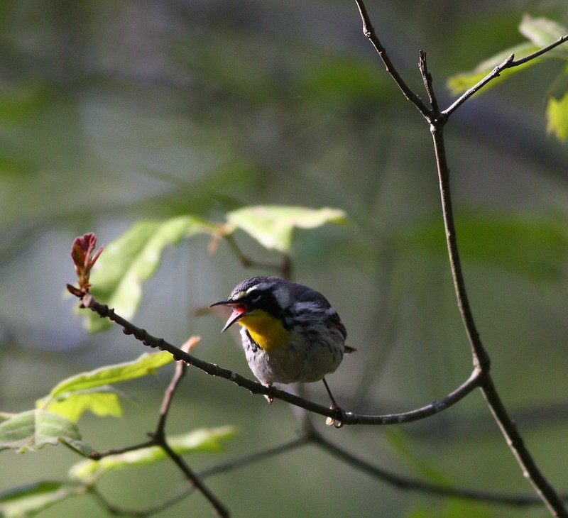 Yellow-throated Warbler - ML616643723
