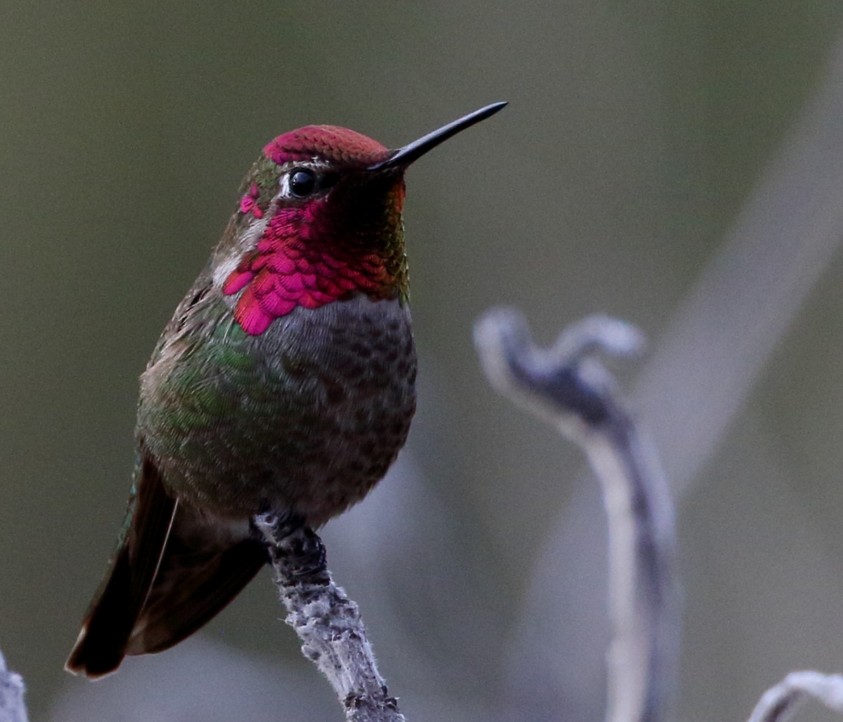 Anna's Hummingbird - ML616643795