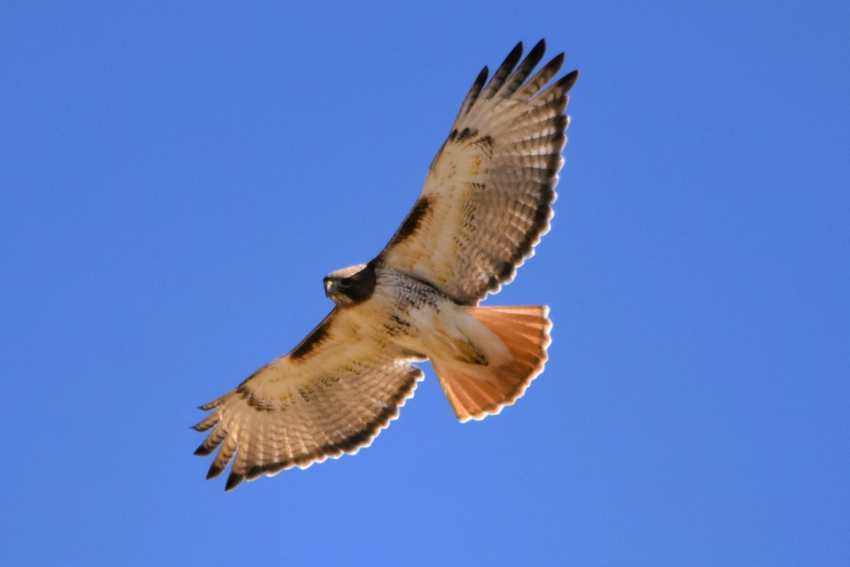 Red-tailed Hawk (borealis) - ML616643815