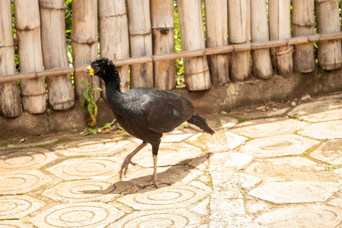 Bare-faced Curassow - ML616643920