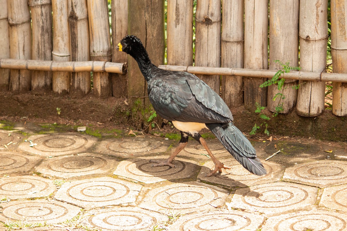 Bare-faced Curassow - ML616643921
