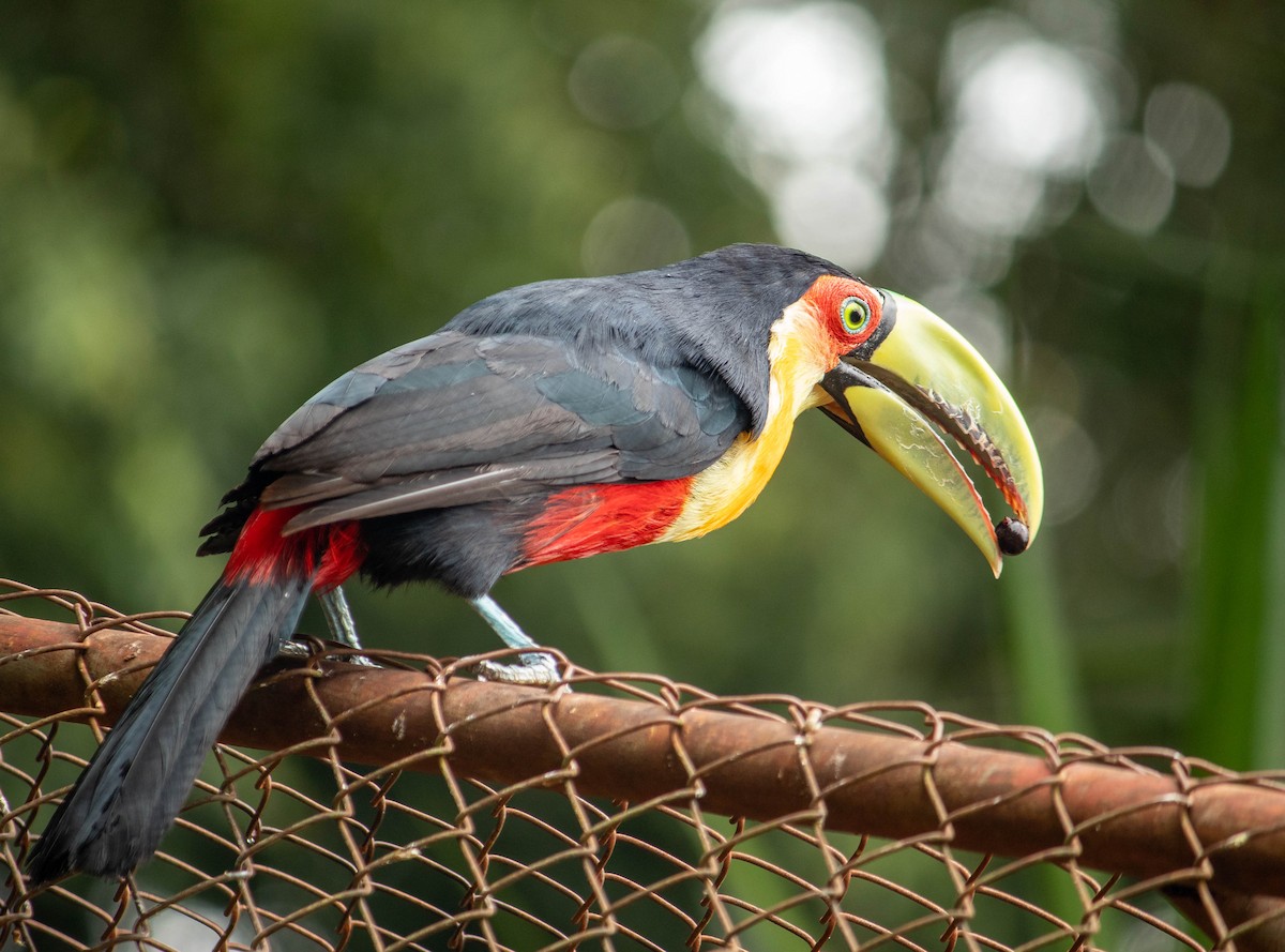 Red-breasted Toucan - ML616643924