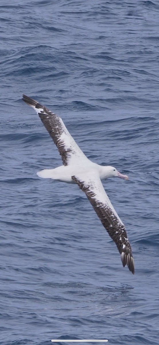 Güneyli Kral Albatros - ML616643938