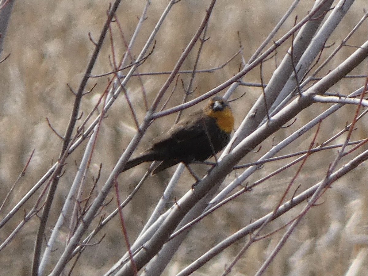 Yellow-headed Blackbird - ML616643941