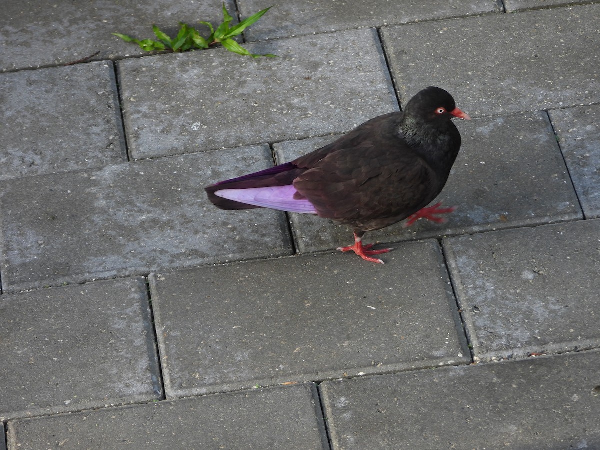 Rock Pigeon (Feral Pigeon) - ML616643996