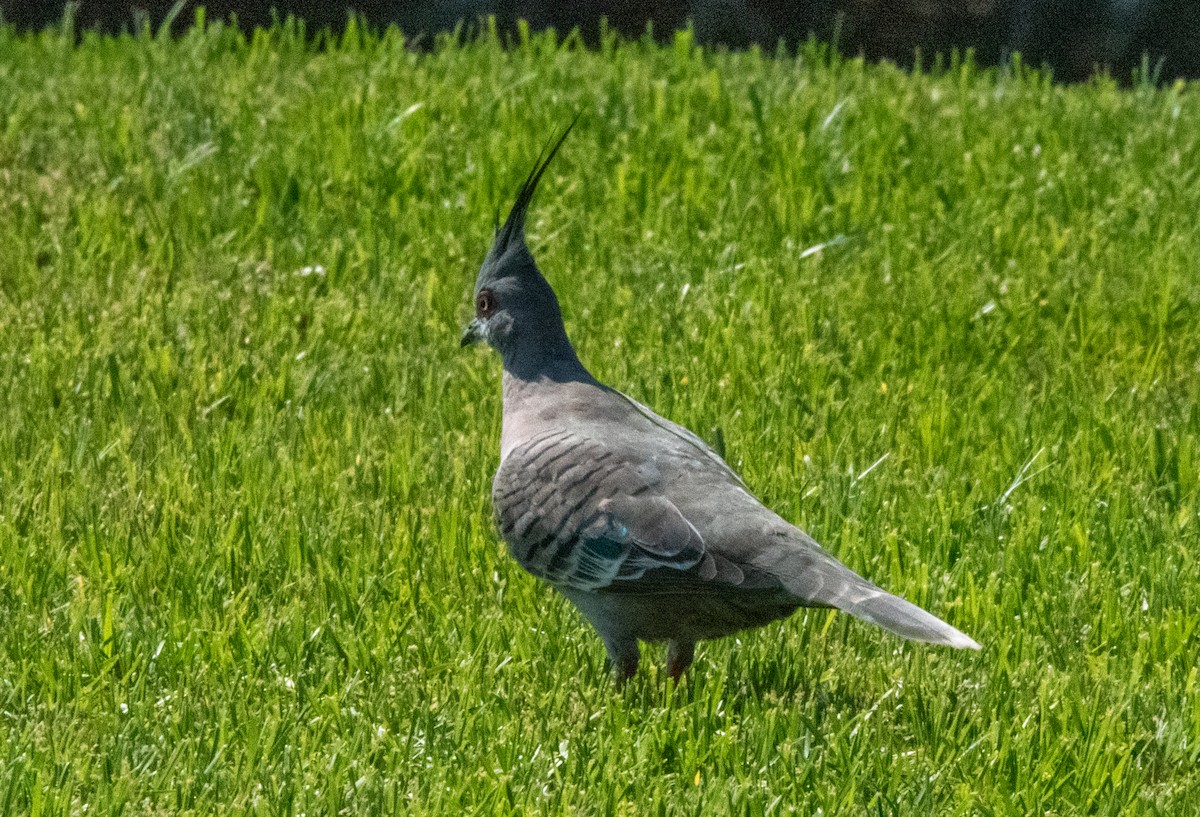 Crested Pigeon - ML616644000
