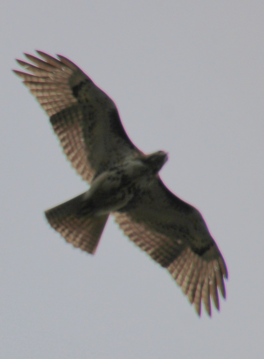 Red-tailed Hawk (borealis) - ML616644140