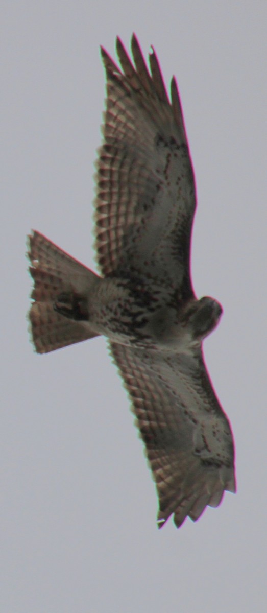 Red-tailed Hawk (borealis) - ML616644179
