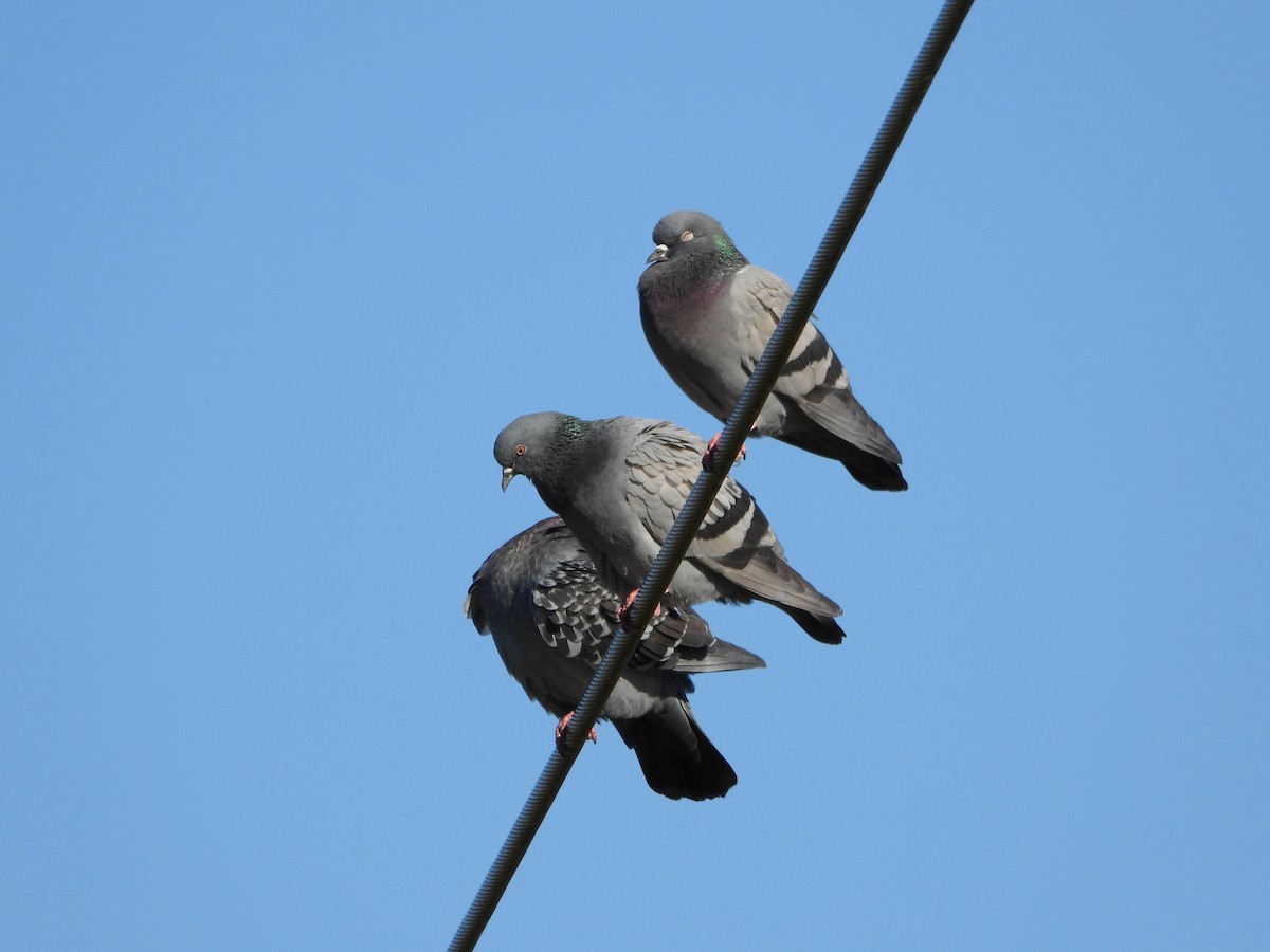 Rock Pigeon (Feral Pigeon) - ML616644198