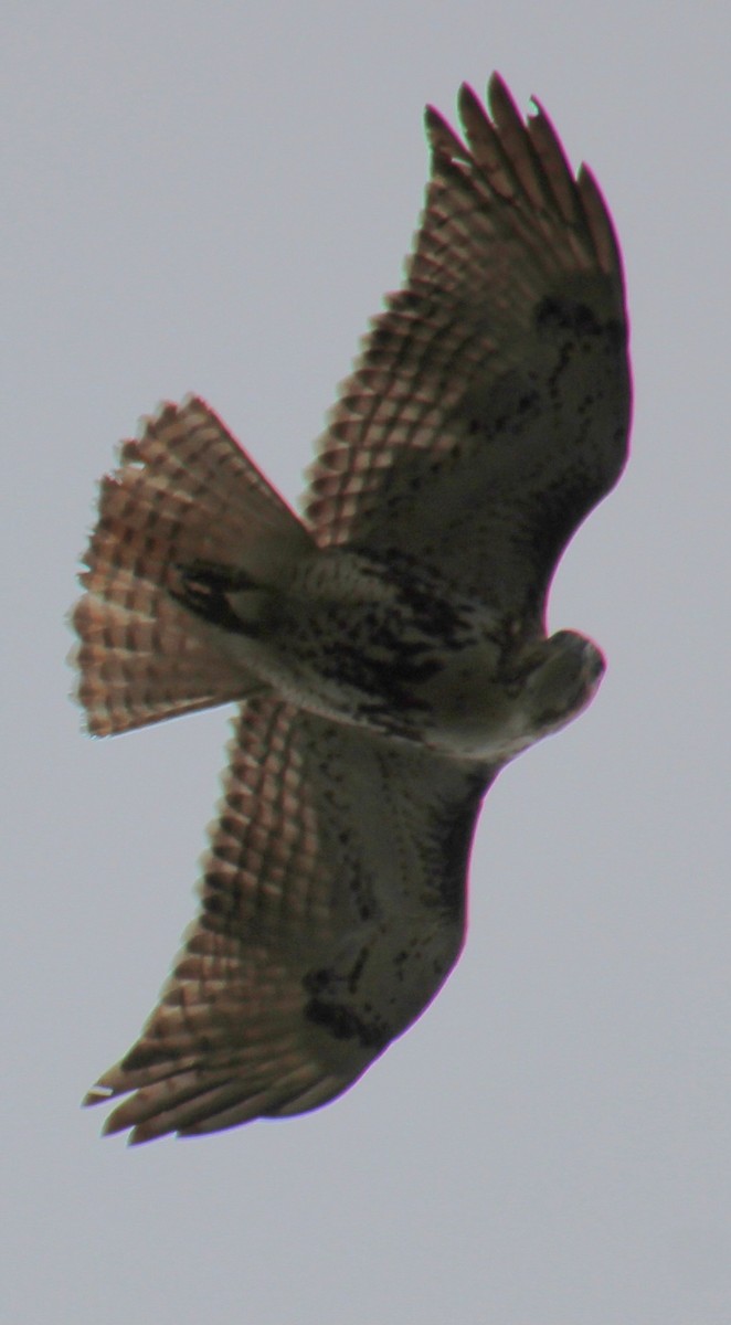 Red-tailed Hawk (borealis) - ML616644238