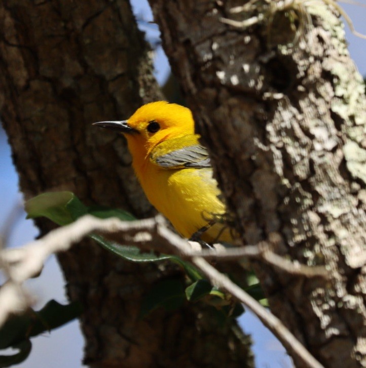 Prothonotary Warbler - ML616644365