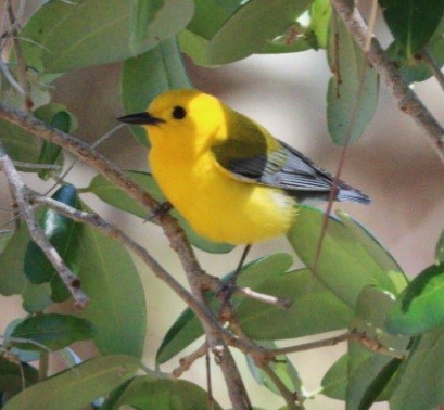 Prothonotary Warbler - ML616644373