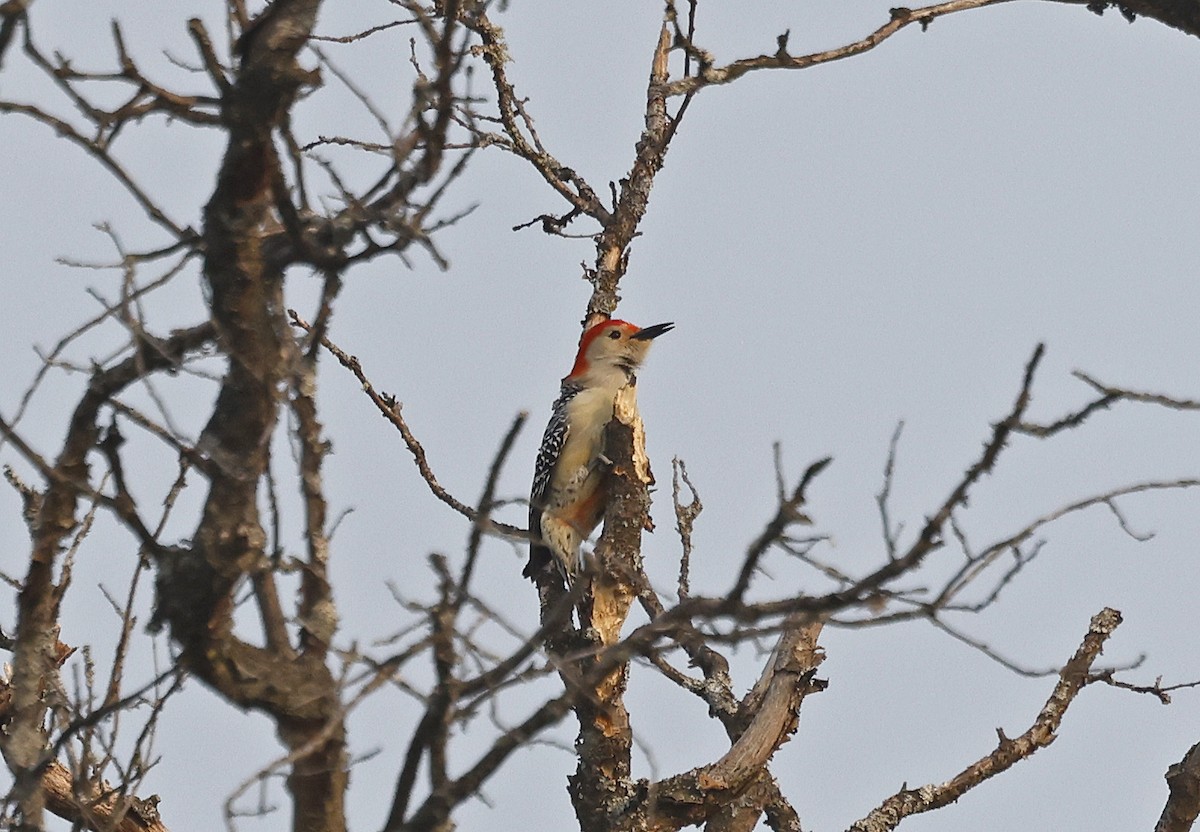 Red-bellied Woodpecker - ML616644388