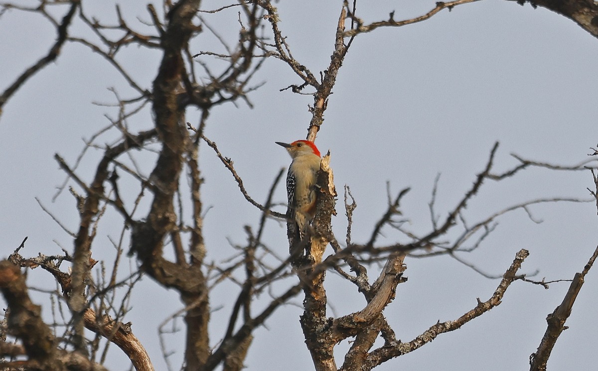 Red-bellied Woodpecker - Paul Chapman