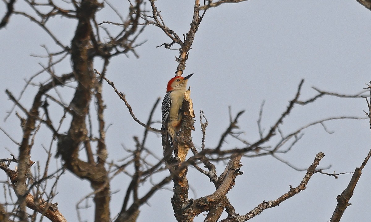 Red-bellied Woodpecker - ML616644392