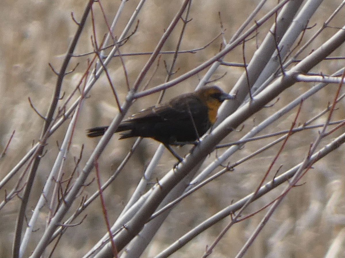 Yellow-headed Blackbird - ML616644466