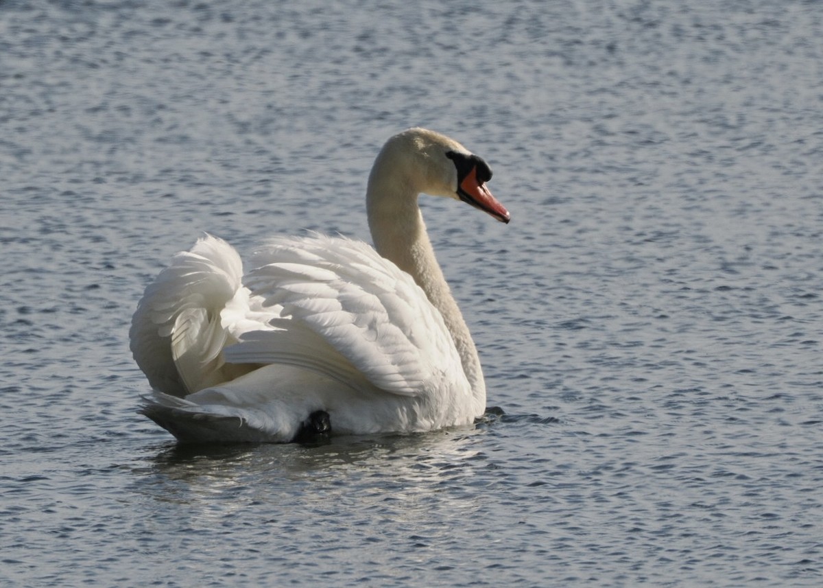 Mute Swan - ML616644535