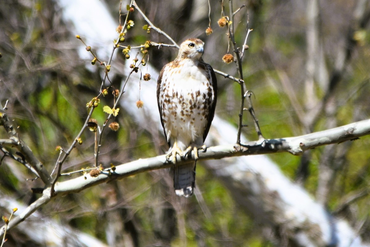 Red-tailed Hawk (borealis) - ML616644549