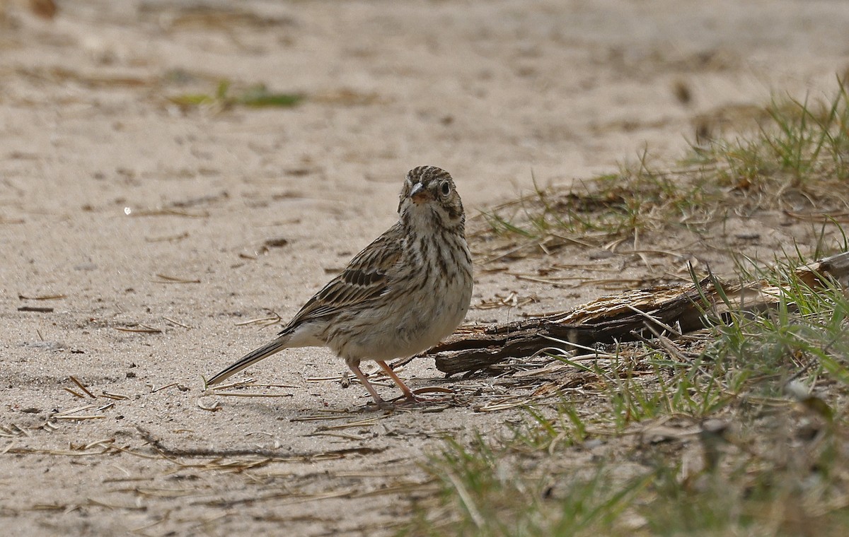 Vesper Sparrow - Paul Chapman