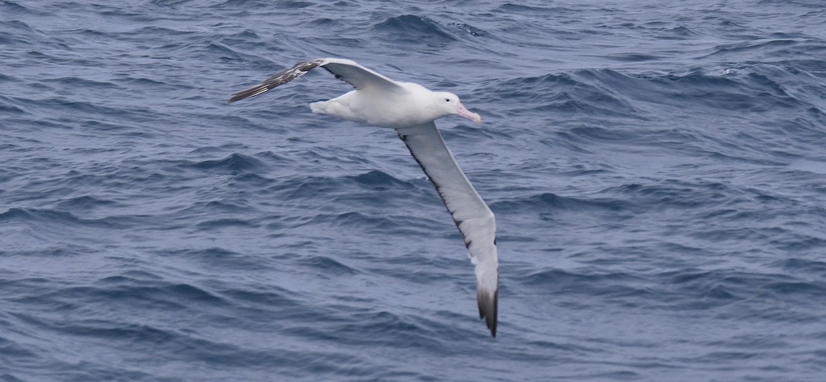 Southern Royal Albatross - Bret Whitney