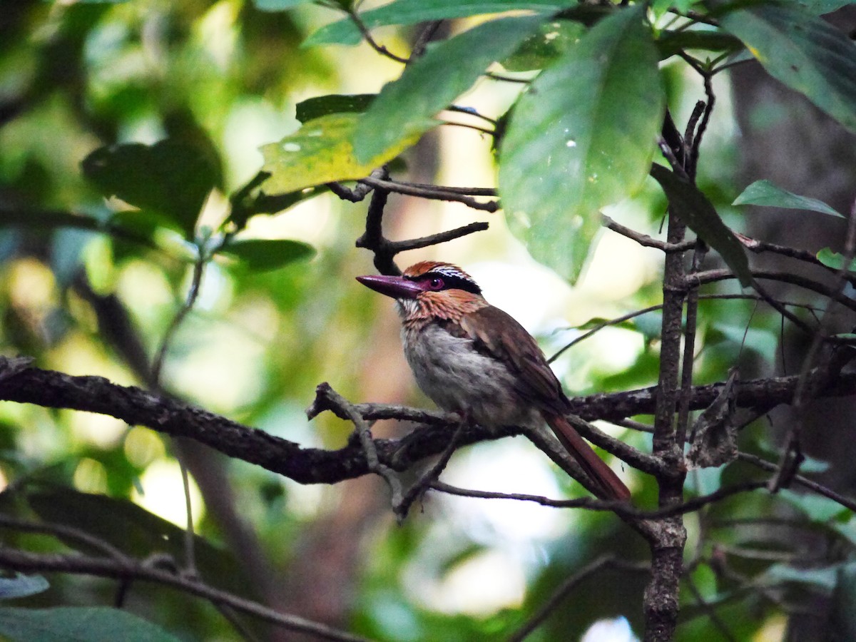 Sulawesi Lilac Kingfisher - Brett Hartl